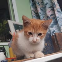 INDRA, chaton femelle européen, chatte à adopter