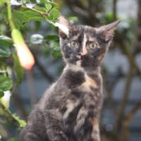 ARIEL, chaton femelle européen, chatte à adopter