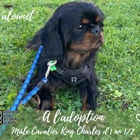 Valounet, chien à adopter