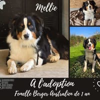 Mellie, chienne à adopter