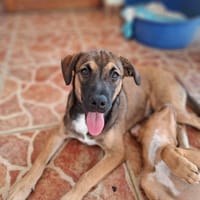 NAMEA, chiot Berger Créole femelle, chienne à adopter