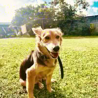 TAM, Femelle berger créole junior, chienne à adopter