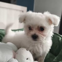 Ary, chien à adopter