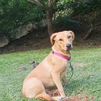 BULMA, Femelle junior Berger Créole, chienne à adopter