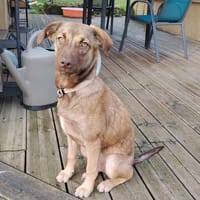 LUNE, chiot Femelle Berger Créole, chienne à adopter