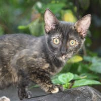 ASTRID, chaton femelle européen, chatte à adopter