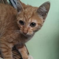 TARA, chaton femelle européen, chatte à adopter
