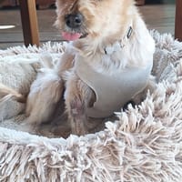 GIPSY la malice, chienne à adopter