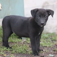 CHIARA, Femelle Croisée Labrador, chienne à adopter