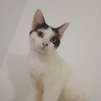 KALICY, chaton femelle européen, chat à adopter