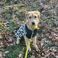 MANHATTAN, chiot femelle croisée, chienne à adopter