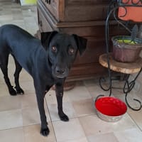 USLA, Femelle junior Berger Créole, chienne à adopter