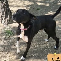 Osko, chien à adopter