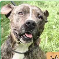 Symba, chien à adopter