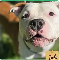 Thor, chien à adopter