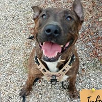 Tchula, chienne à adopter