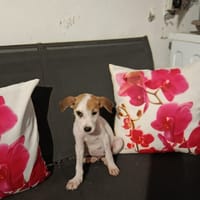 🐾 À L’ADOPTION – ASLO, craquant loulou à la tête de fripouille 🐾, chien à adopter