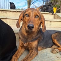 thais, chienne à adopter