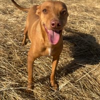 PALITO, perro en adopción