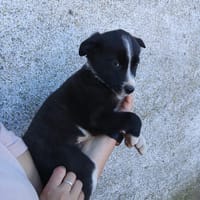 GINNI, RON Y MINERVA, perra en adopción