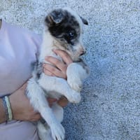 PERLA, perra en adopción