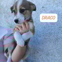 DRACO Y HERMIONE, perro en adopción