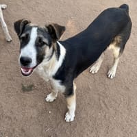 Rufián, perro en adopción