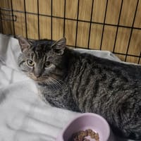 Borja, kot do adopcji