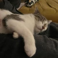 Alex, verspielter Kuschelbär, ca. 8 Mona, Kater zur Adoption