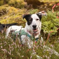 Lotti sucht ihr Zuhause, Hündin zur Adoption