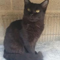 Athos - Seine vertraute Welt zerbrach, Kater zur Adoption