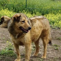 Abby sucht eine Pflegestelle, Hündin zur Adoption