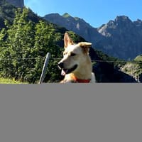 Tolle Ceci, sehr aktiv, kinderlieb sucht, Hündin zur Adoption