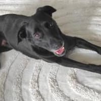 Labra ist auf Pflegestelle bei Würzburg, Hündin zur Adoption