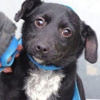 Wer gibt DINA ein Zuhause?, Hündin zur Adoption