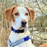 NATALE - Traumhund auf PS in Hessen, Hund zur Adoption