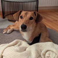 Denny,jung,freundlich,gelehrig, Hund zur Adoption