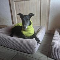 ♥Esmé- gerannt wird draußen- logo 🫶🏼, Hündin zur Adoption