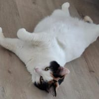 Freundliche Ina, Katze zur Adoption