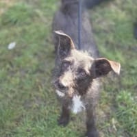 Tindra, Hündin zur Adoption