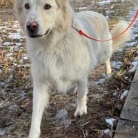 Knut sucht seinen Deckel/ in 82284, Hund zur Adoption