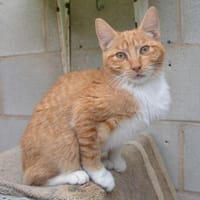 Porthos hat schlagartig alles verloren, Kater zur Adoption