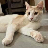 Eggi,liebevollerWirbelwind, 1J in 83064, Kater zur Adoption