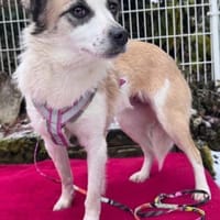 Kleine Seele Sunja / in München, Hündin zur Adoption