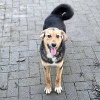 Sofia - Hündin Welpe mit mutigem Herz, Hündin zur Adoption