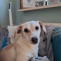 Fodormenta, Hündin zur Adoption