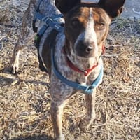 Verschmuste Suki wartet in München, Hündin zur Adoption