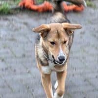 Teddy - Welpe sucht Platz zum ankommen, Hund zur Adoption