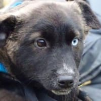 Baby DONNA, Hündin zur Adoption