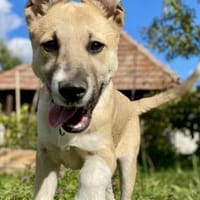 Quax - Bereit für Abenteuer?, Hund zur Adoption